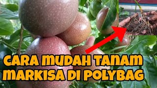 cara tanam markisa di polybag agar cepat berbuah [upl. by Collyer]