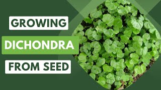 Transform Your Garden Growing Dichondra from Seed [upl. by Dix]