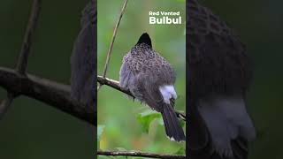 Redvented bulbul Pycnonotus cafer Western Ghats  Nikon Z6III  180 600 zoom Lens [upl. by Laurene472]