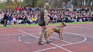 VI Powiatowy Dzień KadetaPokaz Sekcji K9 z Zespołu Bojowego C JWK [upl. by Riker]