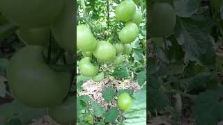 Domatesler neden çürür Domates neden Çiçek döker domates tomatoes tomato agriculture garden [upl. by Kraul]