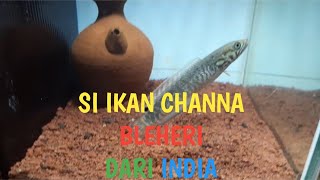 Review Ikan Channa Bleheri Anakan [upl. by Eenolem]