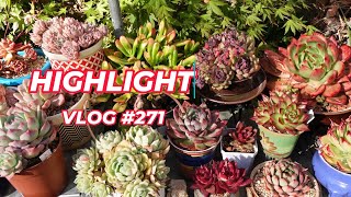 HIGHLIGHT VLOG 271 [upl. by Hallimaj]