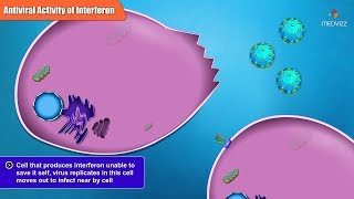 Antiviral Activities of Different Interferon Types and Subtypes [upl. by Adian324]