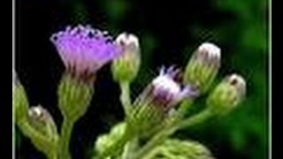 Vernonia cinereaMonarakudumbiyaironweed [upl. by Marrilee]