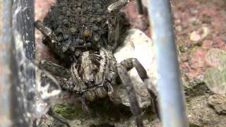 Farkaspók  Lycosidae  Wolf Spider [upl. by Herodias]