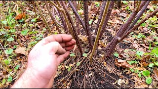 Stool Layering  Easy Propagation Trick [upl. by Assiruam]