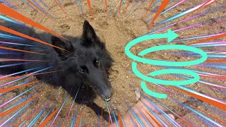 Groenendael Dog Gets Zoomies at Dinner Time [upl. by Ynnel]