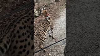 Serval and Savannah on the Leash serval cat servals africancat kitten africancats shorts [upl. by Chelsy]