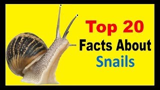 Snails  Facts [upl. by Eolhc]