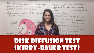 Disk Diffusion Test KirbyBauer Test [upl. by Jodoin]