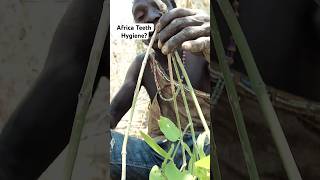 see How Hadzabe Tribe Brush Their Teeth Africa Tradition africa tradition hadzabe [upl. by Nanis]