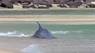 Hydroplaning Dolphins  Planet Earth  BBC Studios [upl. by Calypso]