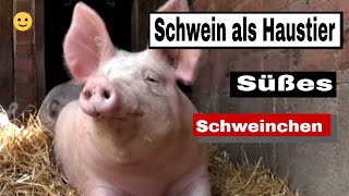 Schwein als Haustier  Süßes Schweinchen [upl. by Peih945]