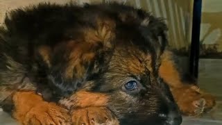 life with a German shepherd puppylong coat gsd pupy germanshepherd vlog doglover pets petlover [upl. by Allsopp]