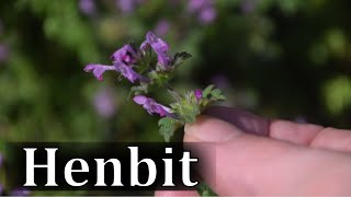 How to Identify Henbit  Lamium amplexicaule [upl. by Cheslie]