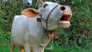 Real Cow Mooing Sound And Videos 7 Cow Sound Loudly At Village  Tobibul [upl. by Llenad]