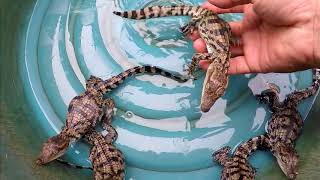 how are crocodiles eggs broodedObserve the hatching of crocodiles [upl. by Yadnil]