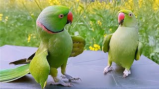 Ringneck Parrot Videos Compilation [upl. by Lovmilla]