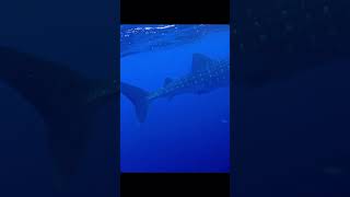 Monster Whale Shark whaleshark bucketlist shorts [upl. by Vaclav145]