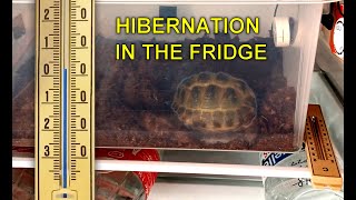 Russian tortoise hibernation in the fridge day 18 [upl. by Ysabel]