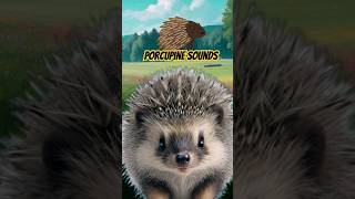 Porcupine Noises shorts  Porcupine Sounds [upl. by Marabelle]