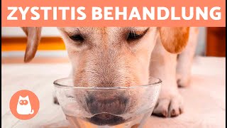 HAUSMITTEL gegen HARNENINFEKTION bei Hunden 🐶💧✅ [upl. by Samantha59]