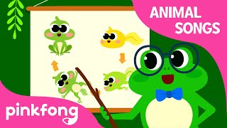 Frog Transformation Dance  Animal Songs  Learn Animals  Pinkfong Animal Songs for Children [upl. by Rowell514]