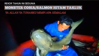 MENAKLUKAN MONSTER SALMON HITAMCOBIA TERBESAR DI DUNIA anakmahakamfishing [upl. by Alliscirp293]