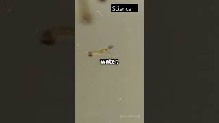 Life cycle of Mosquitos science facts factshorts dailyfacts travel [upl. by Mireielle]