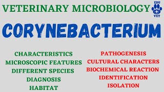 Corynebacterium Microbiology Bacteriology [upl. by Luba]