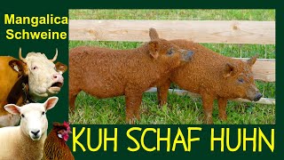 KUH SCHAF HUHN Folge 8 MangalitzaSchweine bzw quotUngarische Wollschweinequot Mangalica pig [upl. by Peppel]