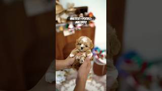 The cutest maltipoo puppy dogowner cute pets maltipoo [upl. by Canica]