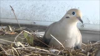 Mourning dove tests nest calls to mate [upl. by Also]