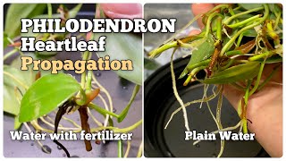 How to Propagate Philodendron Heartleaf in Water [upl. by Hayyifas467]