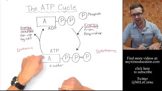 What is The ATP Cycle [upl. by Niro]