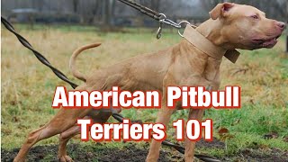 American Pitbull Terriers 101 [upl. by Aserahs]