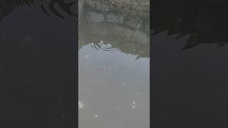 garm pani ka ubalta hua kund tatapani 2024 balrampur chhattisgarh shorts viralvideo tatapani2024 [upl. by Ayikaz]