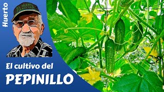 𝗣𝗘𝗣𝗜𝗡𝗜𝗟𝗟𝗢 COMO CULTIVAR PEPINILLOS Gherkin cultivation [upl. by Anihta483]