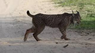 Iberian Lynx  Doñana National Park [upl. by Brechtel]