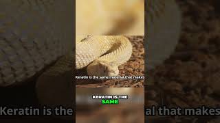 Discover the Fascinating Rattle of Rattlesnakes [upl. by Nifled]