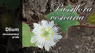 Sparkling passionflower Passiflora vesicaria [upl. by Eiffub]