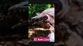 El Ave Lira imitadora de sonidos aves pajaros short [upl. by Onibas]