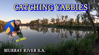 Catching Yabbies  Cobdogla  South Australia [upl. by Ysset]