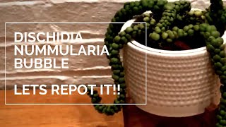 Dischidia Nummularia Bubble Repotting [upl. by Madonia]