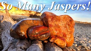 Jasper Jackpot Rockhounding for Yellowstone River Jaspers Petrified Wood and Agates [upl. by Nosmoht935]