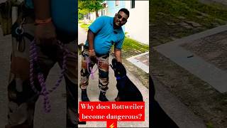 Why does Rottweiler become dangerous ⚡ session 472 shorts [upl. by Tezzil]