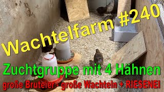 WachtelZuchtgruppe mittelschwere Linie  Große Bruteier amp ein RIESIGES Wachtelei  Wachtelfarm 240 [upl. by Ness]