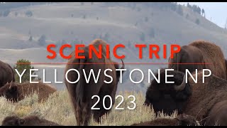 Yellowstone National Park 2023 HD 1080p [upl. by Nnayd]