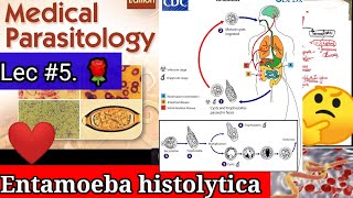 entamoeba histolytica microbiology 🛑🛑entamoeba histolytica life cycle parasitology microbiology [upl. by Airdni789]